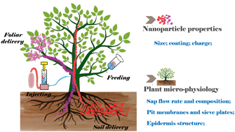 Graphical abstract: Delivery, uptake, fate, and transport of engineered nanoparticles in plants: a critical review and data analysis