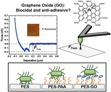 Graphical abstract: Do graphene oxide nanostructured coatings mitigate bacterial adhesion?