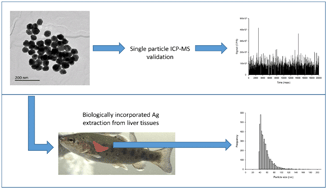 Graphical abstract: Development of a suitable detection method for silver nanoparticles in fish tissue using single particle ICP-MS