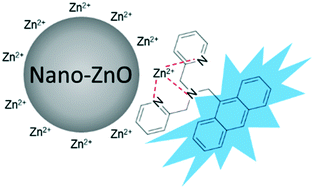 Graphical abstract: Dissolution kinetics of zinc oxide nanoparticles: real-time monitoring using a Zn2+-specific fluorescent probe