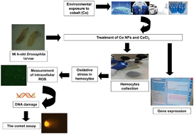Graphical abstract: In vivo evaluation of the toxic and genotoxic effects of exposure to cobalt nanoparticles using Drosophila melanogaster