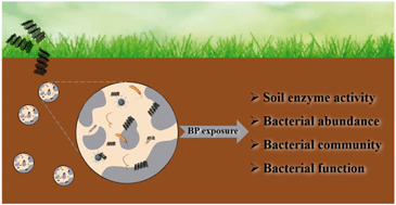 Graphical abstract: Response of soil enzyme activity and bacterial community to black phosphorus nanosheets