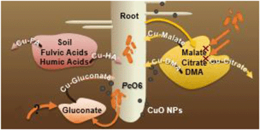Graphical abstract: Soil-derived fulvic acid and root exudates, modified by soil bacteria, alter CuO nanoparticle-induced root stunting of wheat via Cu complexation