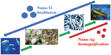 Graphical abstract: Occurrence and trophic transfer of nanoparticulate Ag and Ti in the natural aquatic food web of Taihu Lake, China