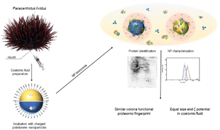 Graphical abstract: Proteomic profile of the hard corona of charged polystyrene nanoparticles exposed to sea urchin Paracentrotus lividus coelomic fluid highlights potential drivers of toxicity