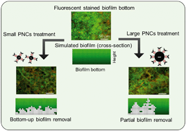 Graphical abstract: Bottom-up biofilm eradication using bacteriophage-loaded magnetic nanocomposites: a computational and experimental study