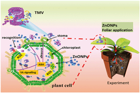 Graphical abstract: Preventing viral disease by ZnONPs through directly deactivating TMV and activating plant immunity in Nicotiana benthamiana
