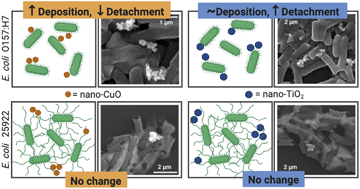 Graphical abstract: Influence of nano-CuO and -TiO2 on deposition and detachment of Escherichia coli in two model systems