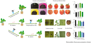Graphical abstract: Defense and inhibition integrated mesoporous nanoselenium delivery system against tomato gray mold