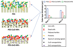 Graphical abstract: Understanding the antifouling mechanisms related to copper oxide and zinc oxide nanoparticles in anaerobic membrane bioreactors