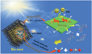 Graphical abstract: Bifunctional nest-like self-floating microreactor for enhanced photothermal catalysis and biocatalysis