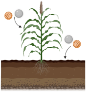 Graphical abstract: Nanomaterials as fertilizers for improving plant mineral nutrition and environmental outcomes