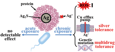Graphical abstract: Is sulfidation a true detoxification process for silver nanoparticles?: from the perspective of chronic exposure