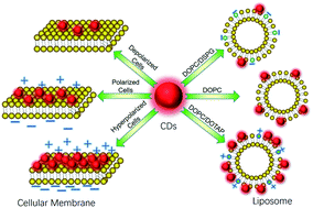 Graphical abstract: The adsorption behaviour of carbon nanodots modulated by cellular membrane potential