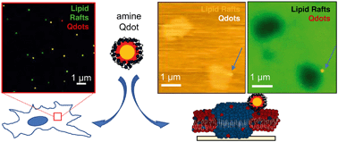 Graphical abstract: Preferential interactions of primary amine-terminated quantum dots with membrane domain boundaries and lipid rafts revealed with nanometer resolution