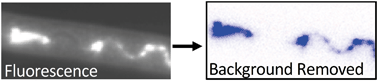 Graphical abstract: Selective imaging of diamond nanoparticles within complex matrices using magnetically induced fluorescence contrast