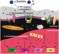 Graphical abstract: Recent advances regarding the impacts of engineered nanomaterials on the anaerobic ammonium oxidation process: performances and mechanisms