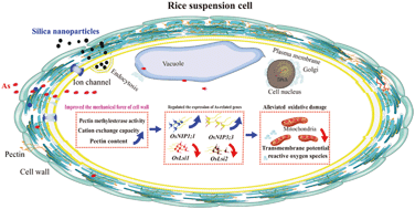 Graphical abstract: Silica nanoparticles inhibit arsenic uptake into rice suspension cells via improving pectin synthesis and the mechanical force of the cell wall