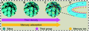 Graphical abstract: Thiolated silica nanoadsorbents enable ultrahigh and fast decontamination of mercury(ii): understanding the contribution of thiol moieties' density and accessibility on adsorption performance