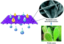 Graphical abstract: One-step synthesis of a robust and anti-oil-fouling biomimetic cactus-like hierarchical architecture for highly efficient oil/water separation