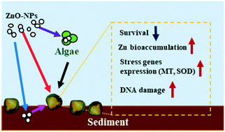 Graphical abstract: Co-exposure to foodborne and waterborne ZnO nanoparticles in aquatic sediment environments enhances DNA damage and stress gene expression in freshwater Asian clam Corbicula fluminea