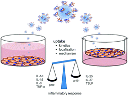 Graphical abstract: Biological effects of allergen–nanoparticle conjugates: uptake and immune effects determined on hAELVi cells under submerged vs. air–liquid interface conditions
