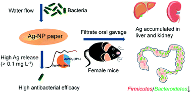 Graphical abstract: Release of silver from nanoparticle-based filter paper and the impacts to mouse gut microbiota