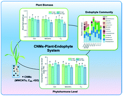 Graphical abstract: Carbon-based nanomaterials alter the composition of the fungal endophyte community in rice (Oryza sativa L.)