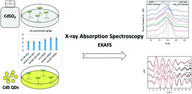 Graphical abstract: The fate of CdS quantum dots in plants as revealed by extended X-ray absorption fine structure (EXAFS) analysis