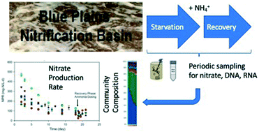 Graphical abstract: Insights gained into activated sludge nitrification through structural and functional profiling of microbial community response to starvation stress