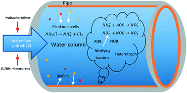 Graphical abstract: Influence of hydraulic regimes and Cl2/NH3-N mass ratios on the bacterial structure and composition in an experimental flow cell chloraminated drinking water system