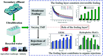 Graphical abstract: Tertiary treatment of secondary effluent using ultrafiltration for wastewater reuse: correlating membrane fouling with rejection of effluent organic matter and hydrophobic pharmaceuticals