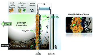 Graphical abstract: High-rate stabilization of primary sludge in a single-chamber microbial hydrogen peroxide producing cell