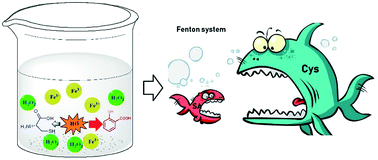 Graphical abstract: Cocatalyst or substrate? Competitive Fenton transformation of cysteine and salicylic acid
