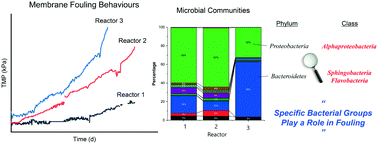 Graphical abstract: Clues to membrane fouling hidden within the microbial communities of membrane bioreactors