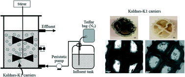 Graphical abstract: Long-term performance evaluation of an anoxic sulfur oxidizing moving bed biofilm reactor under nitrate limited conditions