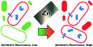 Graphical abstract: Effects of zinc orthophosphate on the antibiotic resistant bacterial community of a source water used for drinking water treatment