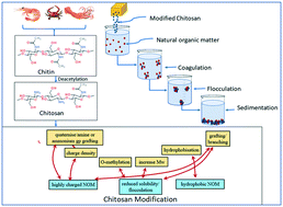 Graphical abstract: Progress, challenges, and opportunities in enhancing NOM flocculation using chemically modified chitosan: a review towards future development