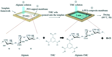 Graphical abstract: An alginate active layer of polyether sulfone membrane suppresses algae-fouling in repeated filtration of Chlorella vulgaris for a higher recovery of water permeation flux