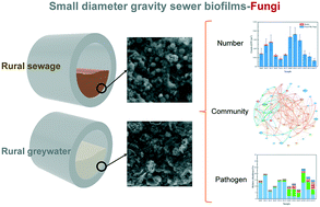 Graphical abstract: Fungi characteristics of biofilms from sewage and greywater in small diameter gravity sewers