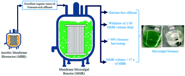 Graphical abstract: A sequential membrane bioreactor followed by a membrane microalgal reactor for nutrient removal and algal biomass production