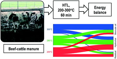 Graphical abstract: Hydrothermal conversion of beef cattle manure can enhance energy recovery in confined feedlots