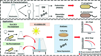 Graphical abstract: Podoviridae bacteriophage for the biocontrol of Pseudomonas aeruginosa in rainwater