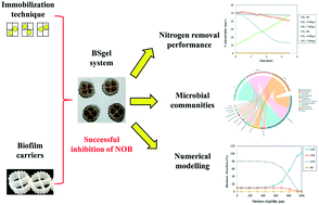 Graphical abstract: Enhancement of mainstream nitrogen removal via simultaneous partial nitrification, anammox and denitrification by the gel entrapment technique