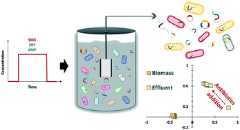Graphical abstract: Microbial community and antibiotic resistance profiles of biomass and effluent are distinctly affected by antibiotic addition to an anaerobic membrane bioreactor