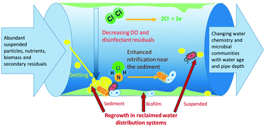 Graphical abstract: Sediment and biofilm affect disinfectant decay rates during long-term operation of simulated reclaimed water distribution systems
