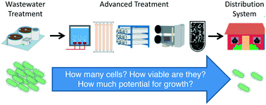 Graphical abstract: Removal and growth of microorganisms across treatment and simulated distribution at a pilot-scale direct potable reuse facility