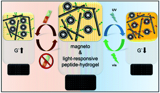Graphical abstract: Magneto- and photo-responsive hydrogels from the co-assembly of peptides, cyclodextrins, and superparamagnetic nanoparticles