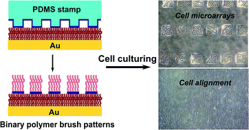 Graphical abstract: Binary polymer brush patterns from facile initiator stickiness for cell culturing