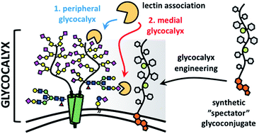 Graphical abstract: Engineering of spectator glycocalyx structures to evaluate molecular interactions at crowded cellular boundaries